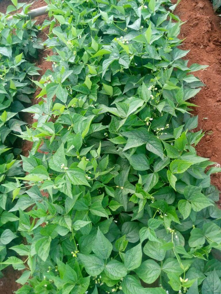 farm