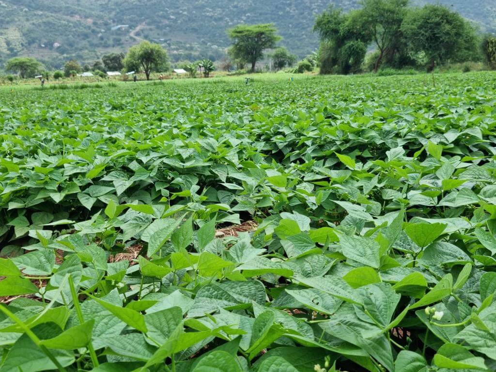 farm